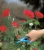 Ножницы для роз Gardena (00359-20)
